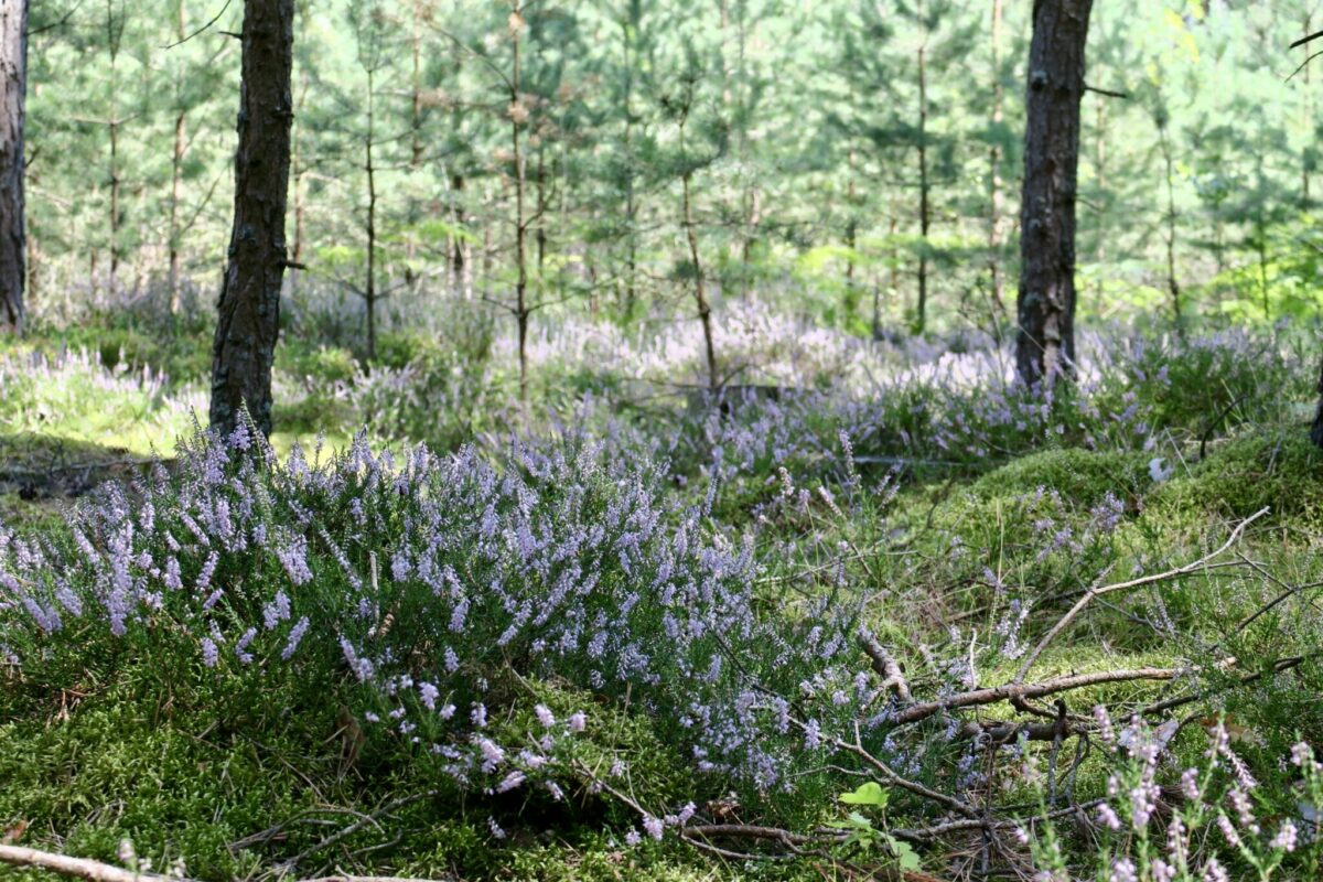 Gaumenschmäuse, Karpfenangeln und Radausflug nach Perslak